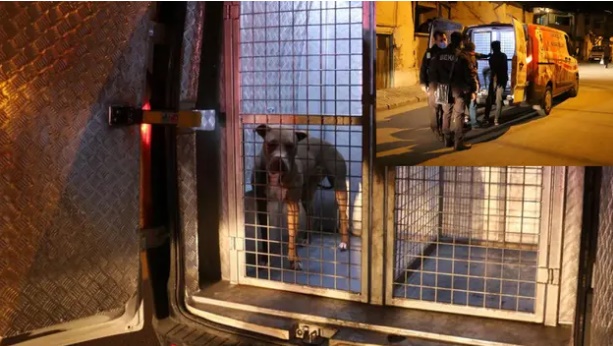 Sivas'ta polis ve gece bekçisi pitbull saldırısına uğradı