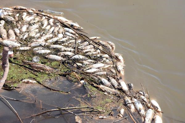 Kızılırmak'ta Balık Ölümleri Tedirgin Etti