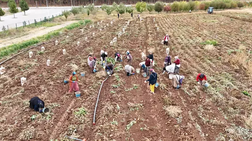 SCÜ'de doğal yöntemlerle üretilen patatesler öğrencilere burs olacak