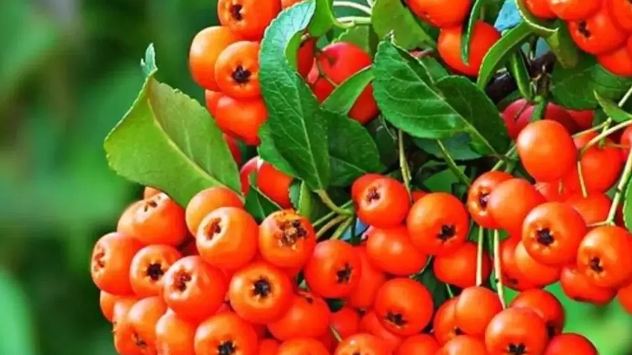 Sivas Dağlarında Saklı Hazine: Üvez Kabuğu Şifa Saçıyor!