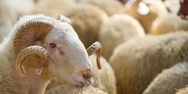 150 bin küçükbaş ve faizsiz kredi desteği