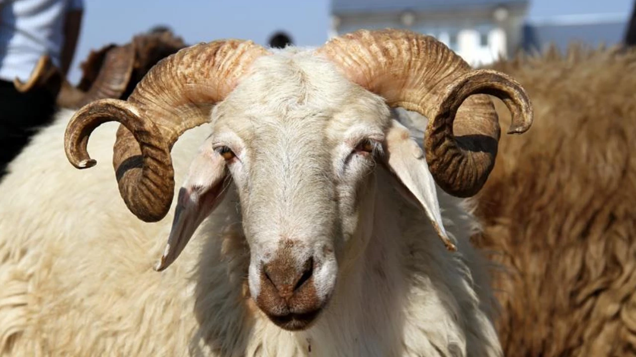 Kurbanlık fiyatı Sivas'ta yüzde 46 zamlandı!