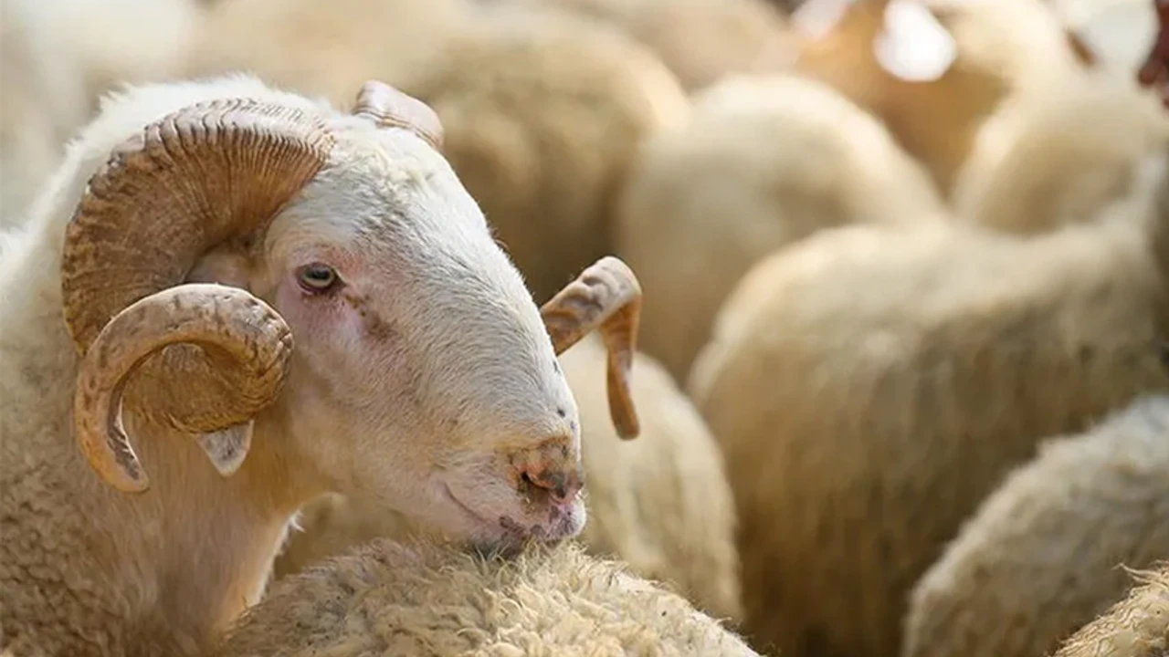 2026 Yılı Vekaletle Kurban bedelleri açıklandı