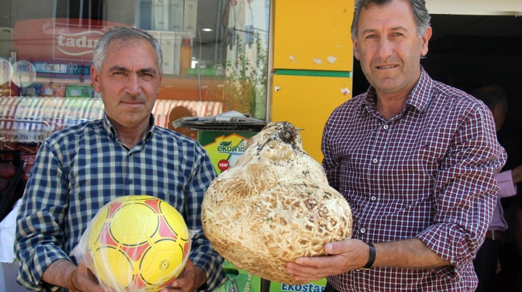 Sivas'ta 7,5 kilogramlık mantar bulundu