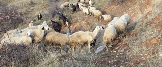Sivas Zara'da küçükbaş hayvanlarda veba salgını