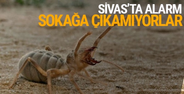 Sivas'ta ortaya çıkan örümcek paniğe neden oldu