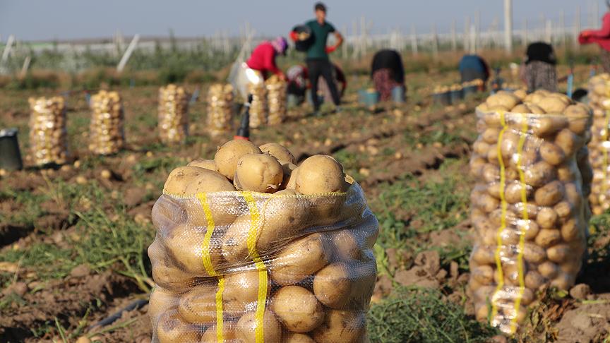 CHP'li belediyelerin ardından Erdoğan talimat verdi: TMO çiftçinin elinde kalan patates ve soğanı alacak
