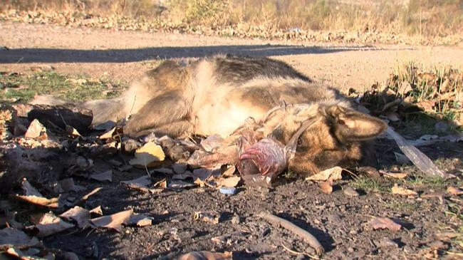 Sivas Sokak Köpeği, İşkenceyle Öldürülmüş Halde Bulundu